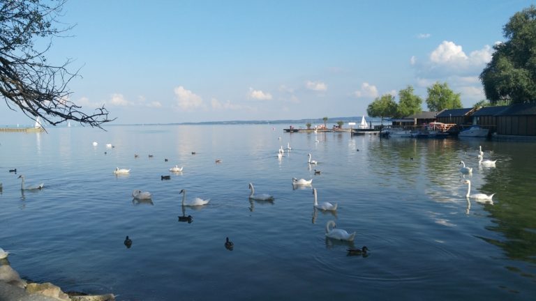 Lake Balaton with swans in Keszthely - Pubtourist